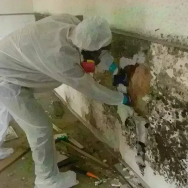 Mold Remediation and Removal in Olmos Park, TX